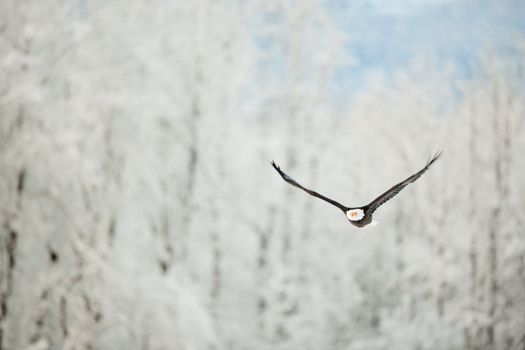 Flying eagle ( Haliaeetus leucocephalus washingtoniensis  )over snow-covered mountains. Winter Alaska. USA