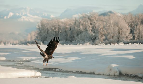 Bald Eagle flying against snow-covered mountains of Alaska. Sunset.  (Haliaeetus leucocephalus washingtoniensis)