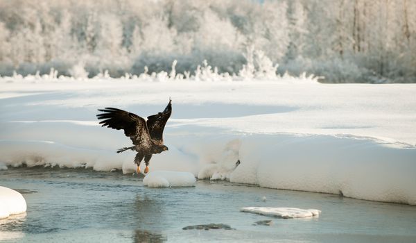 Bald Eagle flying against snow-covered mountains of Alaska. Sunset.