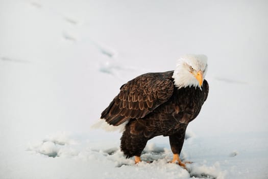 Close-up Portrait Bald Eagle (Haliaeetus leucocephalus washingtoniensis), Alaska, USA