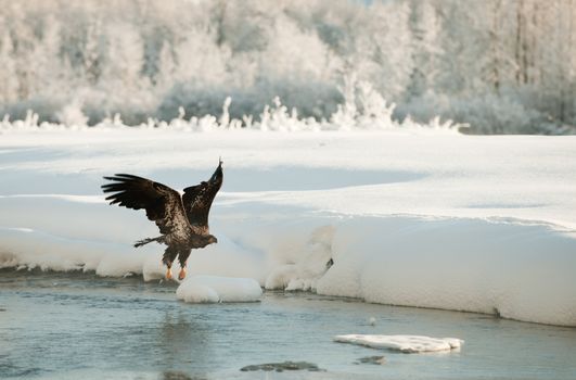 Bald Eagle (Haliaeetus leucocephalus  washingtoniensis ) flying against snow-covered mountains of Alaska. Sunset.