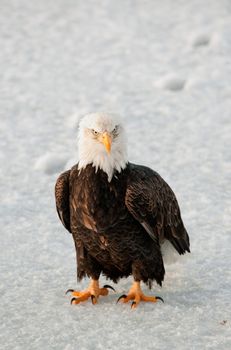 Close-up Portrait of Bald Eagle (Haliaeetus leucocephalus), Alaska, USA