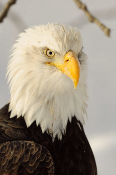Close-up Portrait Bald Eagle (Haliaeetus leucocephalus washingtoniensis), Alaska, USA