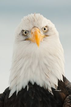 Close-up Portrait of Bald Eagle (Haliaeetus leucocephalus), Alaska, USA