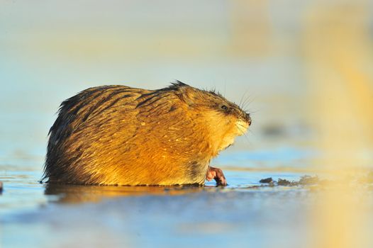 The muskrat (Ondatra Zibethica)  sits on a sunset sunlight