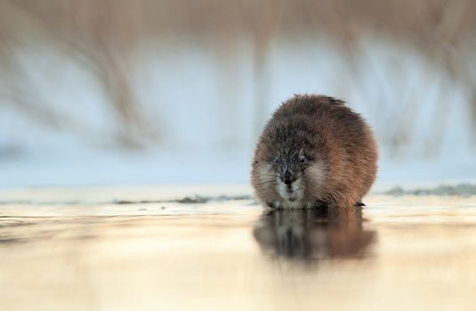 Winter portrait of a muskrat. The muskrat sits on the brink of ice at water overgilded by the coming sun. Russia. Ladoga lake