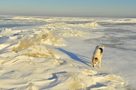 Dog in the winter. The dog goes on snowdrifts and sniffs up traces.