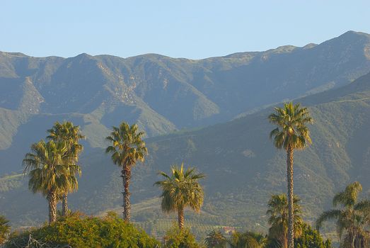 big scenic green hills, california coast with palm trees in foreground