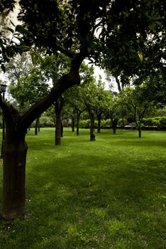 orchard in gardens of albergo vittoria hotel, sorrento, italy