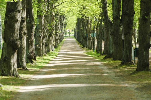 Long wide gravel road in a park