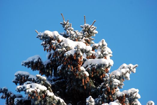 The tip of a conifer tree with cones that are covered in snow