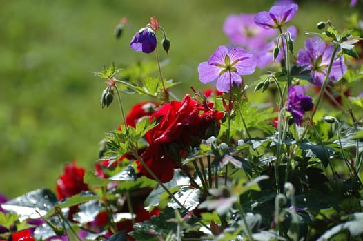 Red rores and geranium in close-up