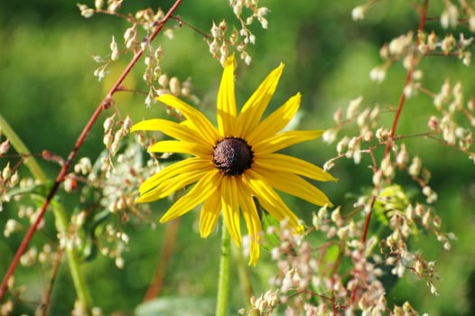 Perennial plants named purpurea