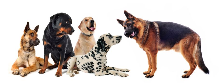 group of five dogs on a white background