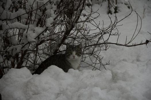 cat in the snow







cat in the snow







cat