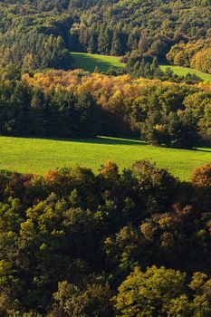 trees on the background of the hillside