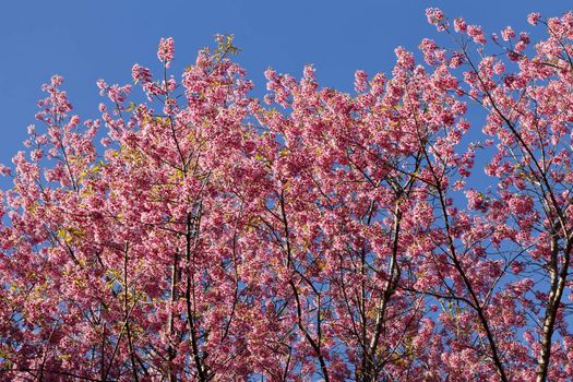 Sakura pink flower in thailand