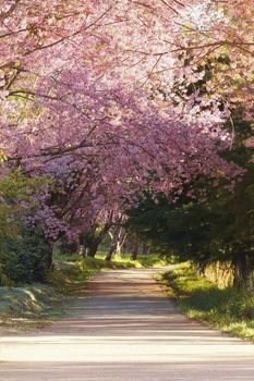 Sakura pink road in ChiangMai, Thailand