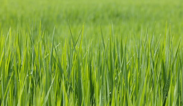 Green rice field in Thailand.