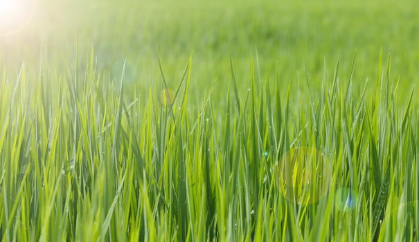 Green rice field in Thailand.