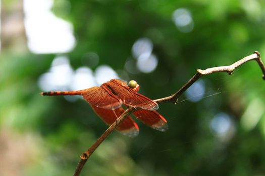 A Dragonfly found on a plant in a garden.