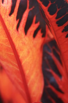 Close-up of an orange leaf form up an abstract pattern.