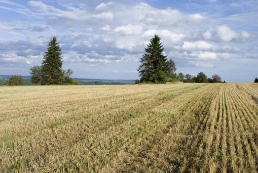 picture of czech landscape in summer
