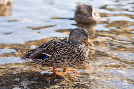 gray ducks in the water