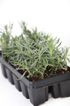 Nursery tray of young plant seedlings with fresh green foliage ready for planting out into the garden during spring on a white background with shallow dof