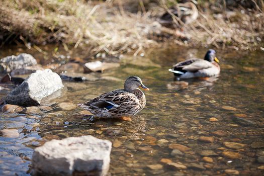 gray ducks in the water