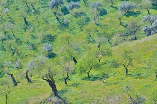 orchard of blossoming trees growing on the slopes of the mountains of Andalusia