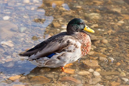 gray ducks in the water