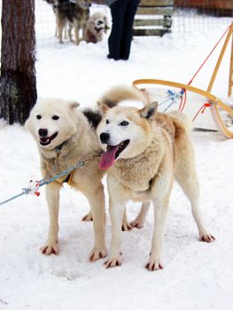 Two dogs in harness
