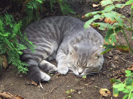 Cat sleeping on the ground under a tree