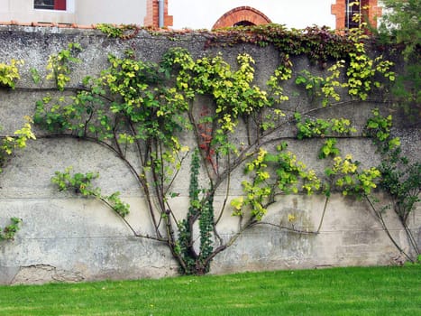 Bush decorative grapes on a concrete fence