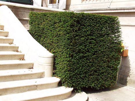 Beautifully trimmed boxwood shrub