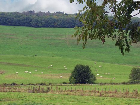 Cows on pasture. French backwoods