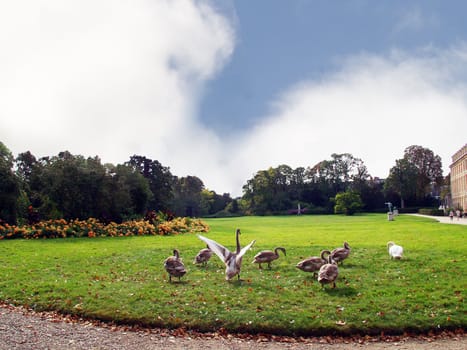 Geese in the park of the palace of Fontainebleau. France