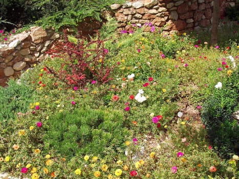 In the garden of a country cottage