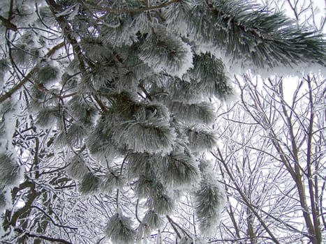 Pine branch in the snow