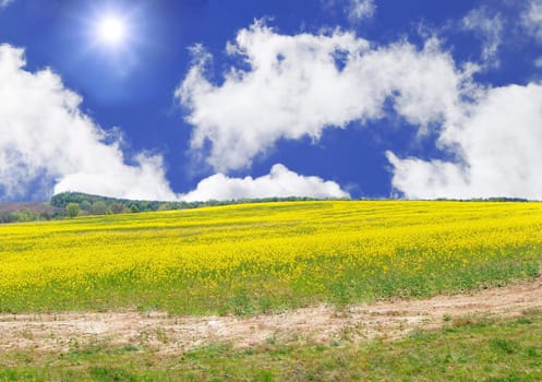 Blooming bright yellow canola. Summer field.