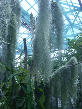 In the greenhouse botanical gardens