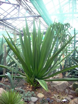 A large green plant in a greenhouse