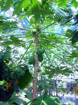 Coconut tree in a greenhouse