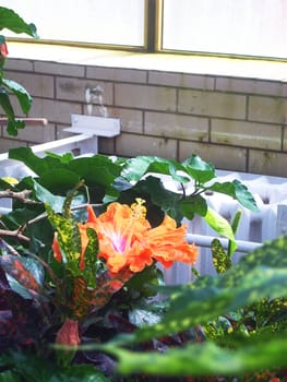 In the greenhouse botanical gardens. Blooming flower.