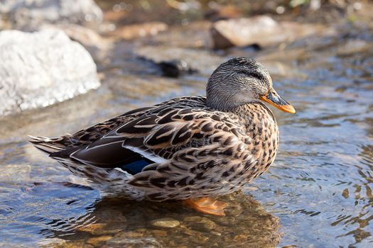 gray ducks in the water