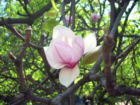 Magnolia flower on the branch