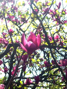 Flowers on a tree magnolias