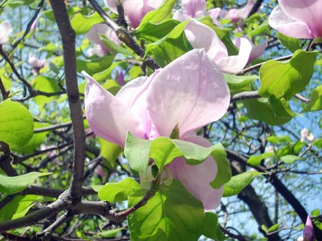 Flowers on a tree magnolias