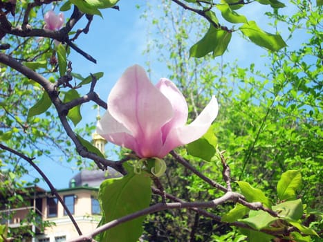 Flowers on a tree magnolias